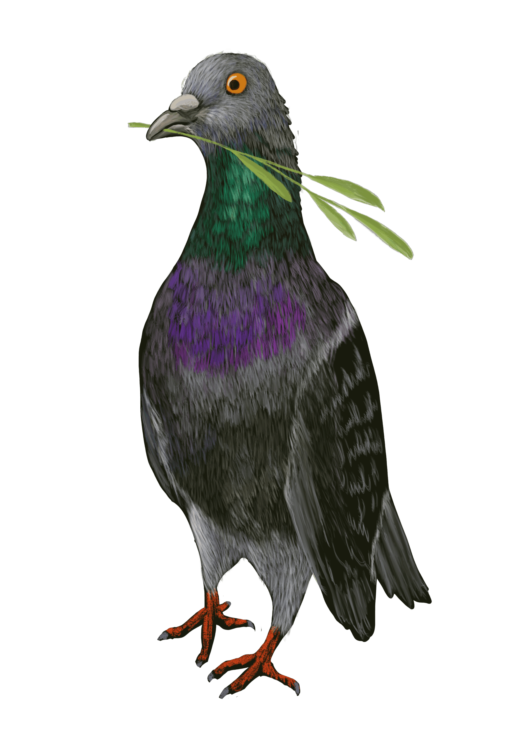 Pigeon