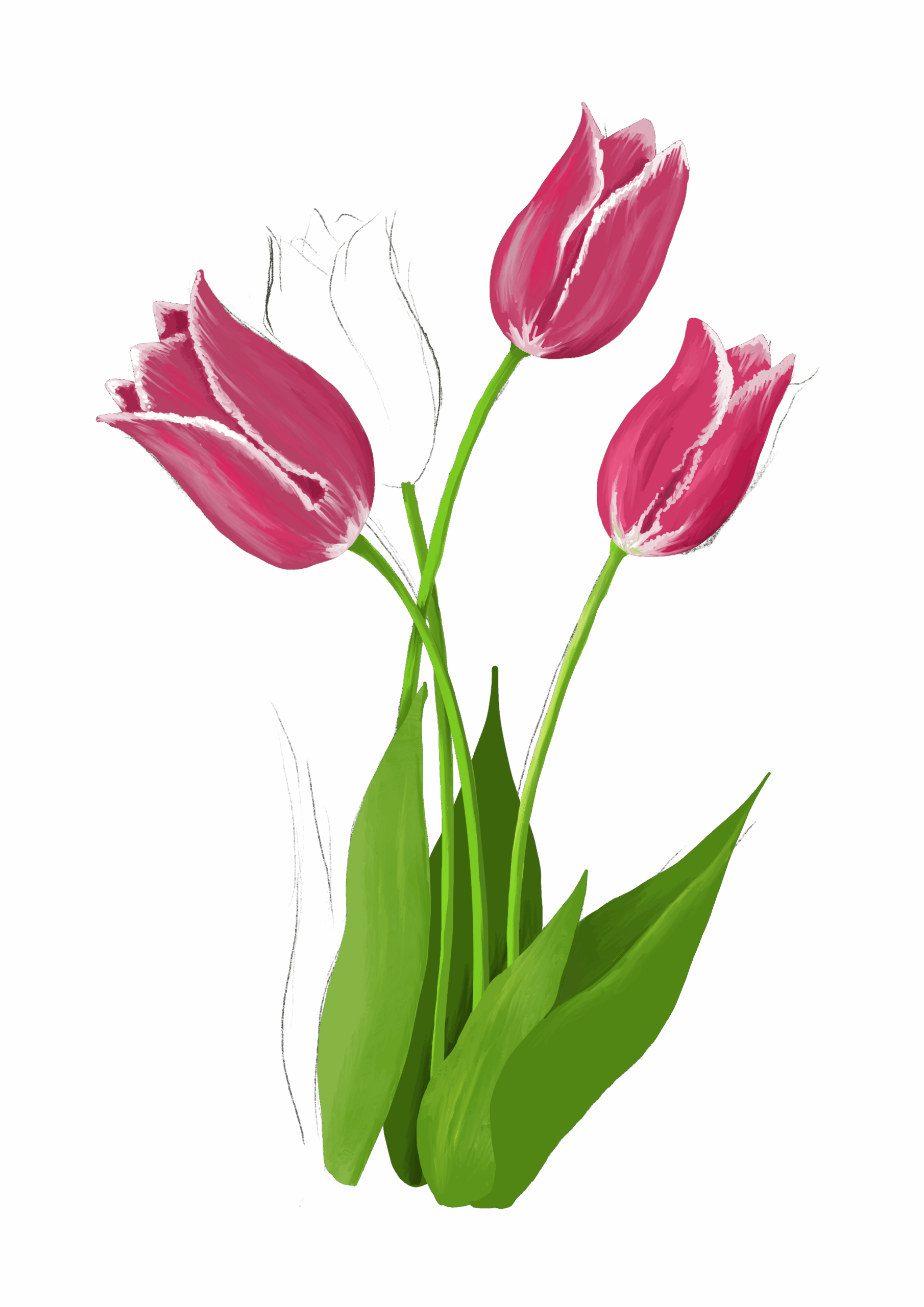 Tulips