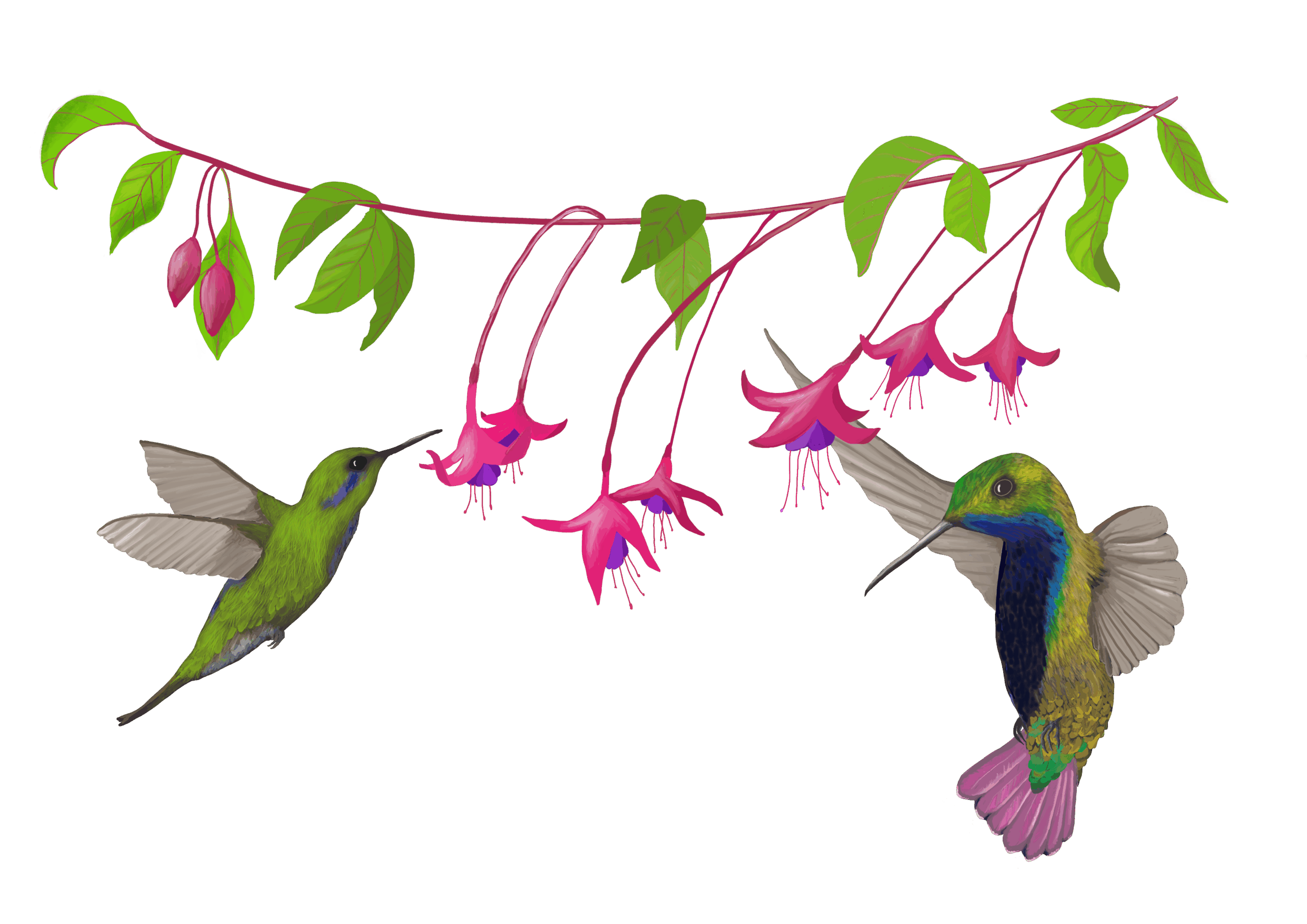 Hummingbirds